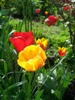 natalii_539995.jpg